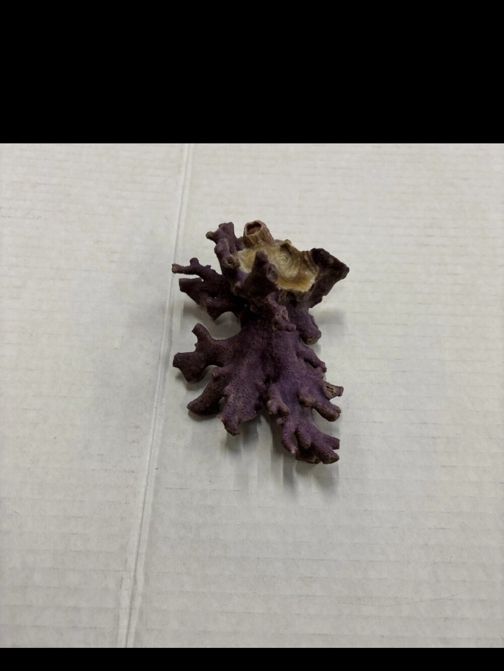 Purple ALLOPORA CORAL HYDROCORAL SPECIMEN 4” X 3 1/2” X 2 3/4